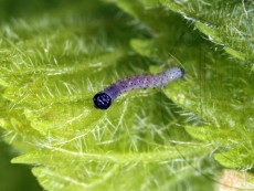 Orthosia cerasi I_не питалась